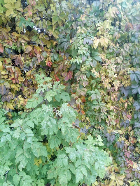 Nature, Herbst, Ukraine