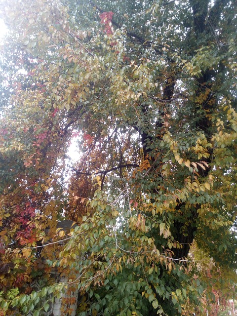 Nature, Herbst, Ukraine