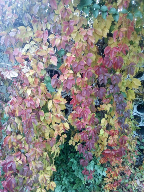 Nature, Herbst, Ukraine