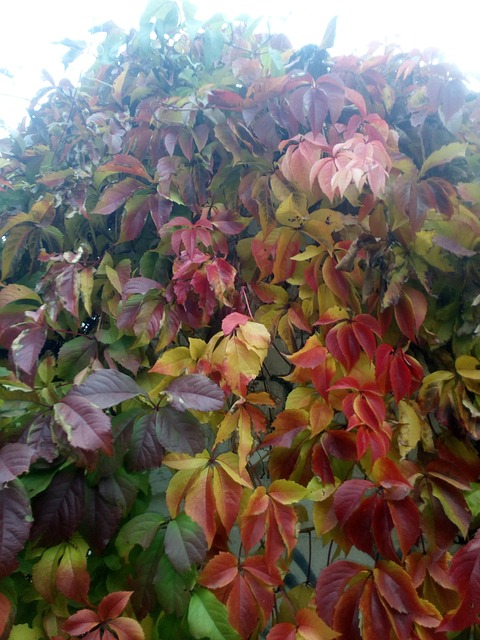 Nature, Herbst, Ukraine