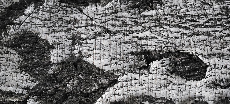 Free Bark Birch photo and picture