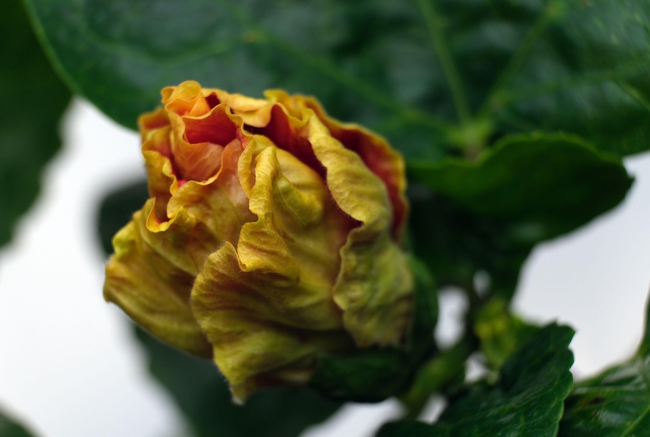 Hibiscus Kukka Kukkivat Keltainen Ilmainen Valokuva Pixabayssa Pixabay hibiscus-kukka-kukkivat-keltainen-ilmainen-valokuva-pixabayssa-pixabay