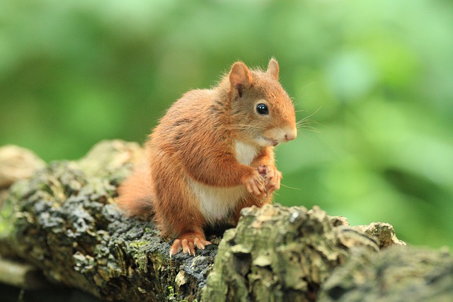 Tier Eichhörnchen Säugetier - Kostenloses Foto auf Pixabay - Pixabay