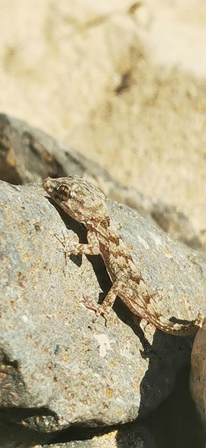 Free Desert Lizard photo and picture