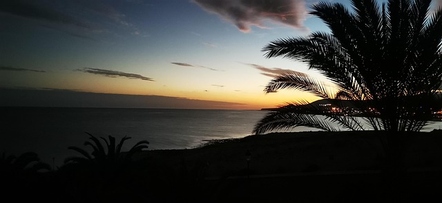 Free Palm Sea photo and picture