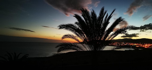 Free Palm Sea photo and picture