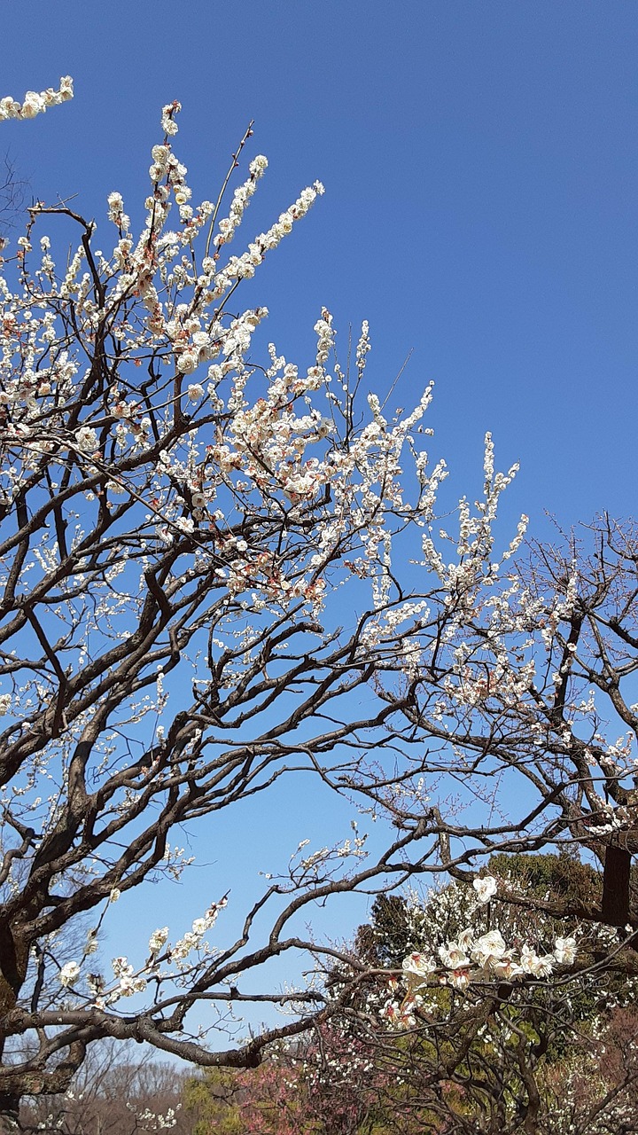 梅 木 バネ - Pixabayの無料写真 - Pixabay