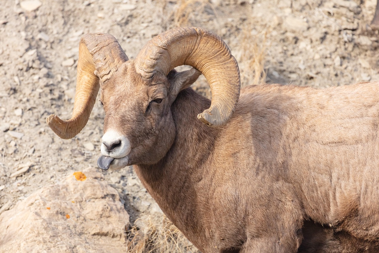 60 + 무료 산양 & 동물 이미지 - Pixabay