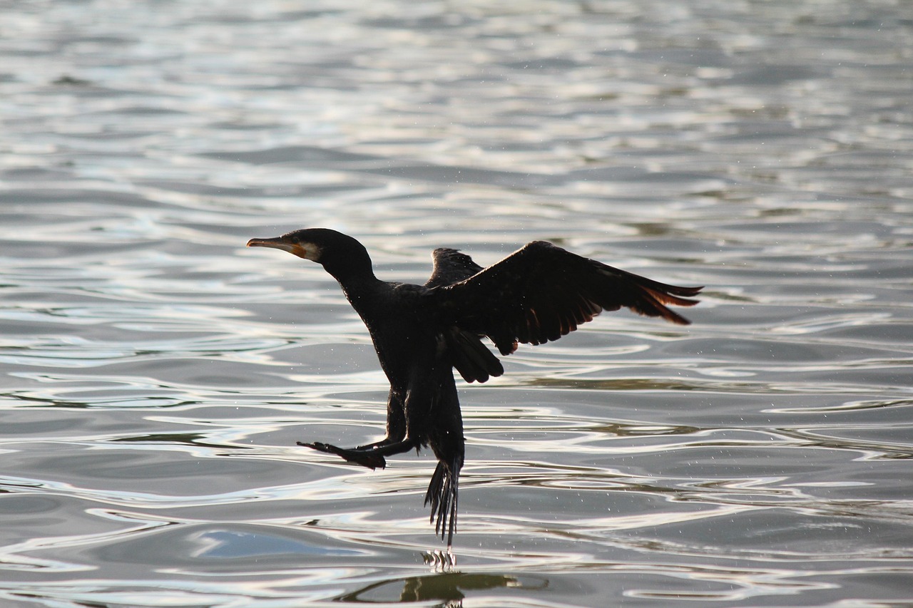 鳥 湖 鵜 - Pixabayの無料写真 - Pixabay