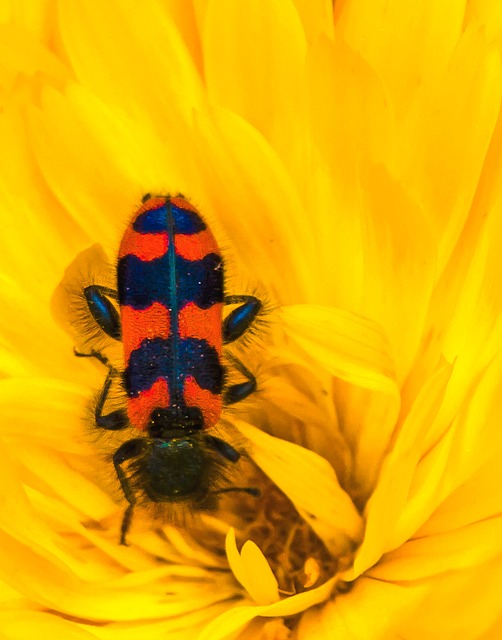 Free Checkered Beetle Yellow Flower photo and picture