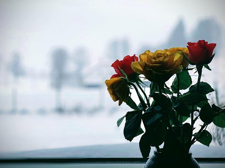 Free Flower Winter photo and picture