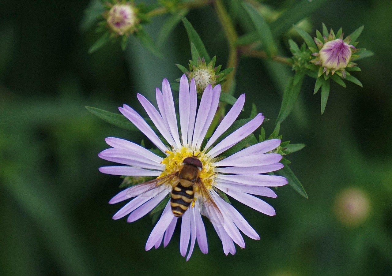 Bee Aster Pollination Free photo on Pixabay Pixabay