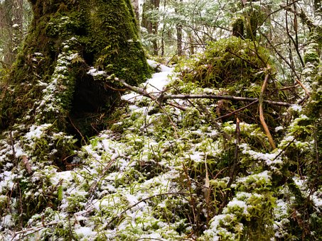 Free Forest Snow photo and picture