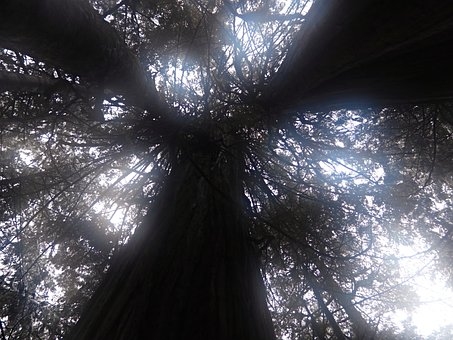 Free Forest Fog photo and picture