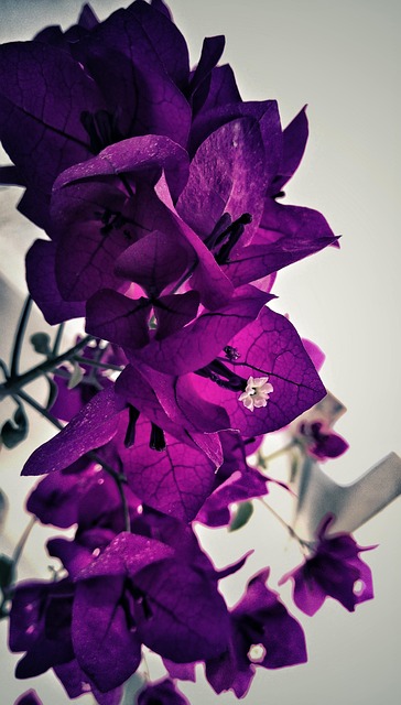 Free Flower Purple photo and picture