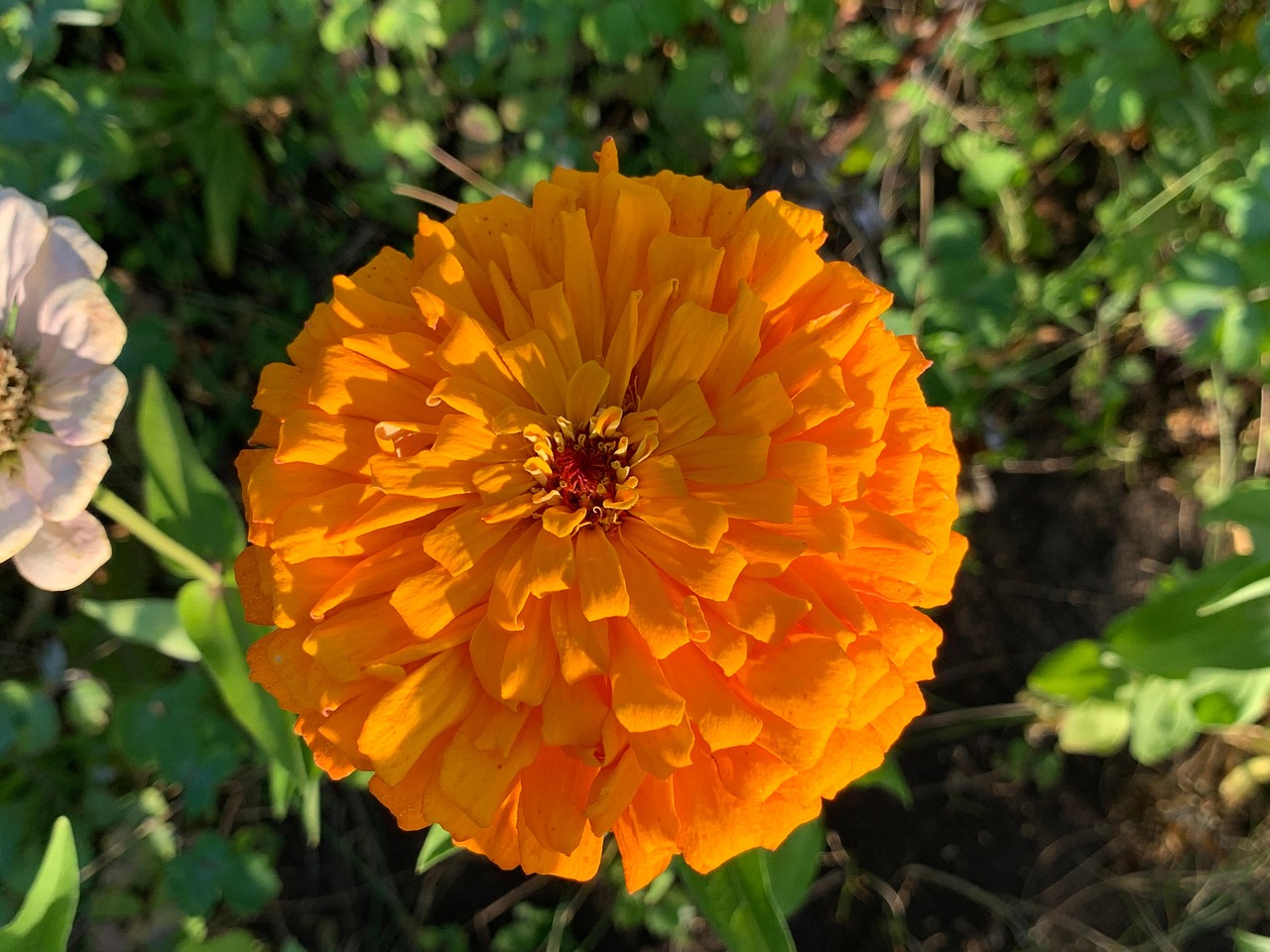 astrocities-gerbera-blomst-gratis-foto-p-pixabay-pixabay