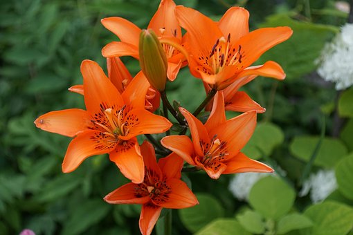 Free Lilies Flowers photo and picture