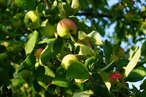 Free Apples Fruits photo and picture