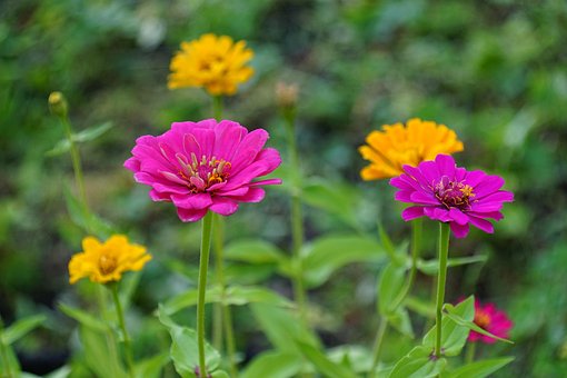 Free Zinnias Flowers photo and picture
