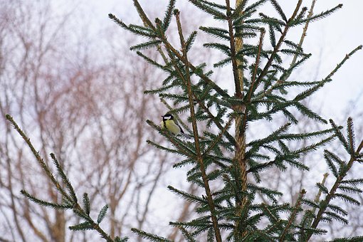 Free Bird Tree photo and picture