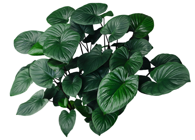 Free foliage nature forest illustration