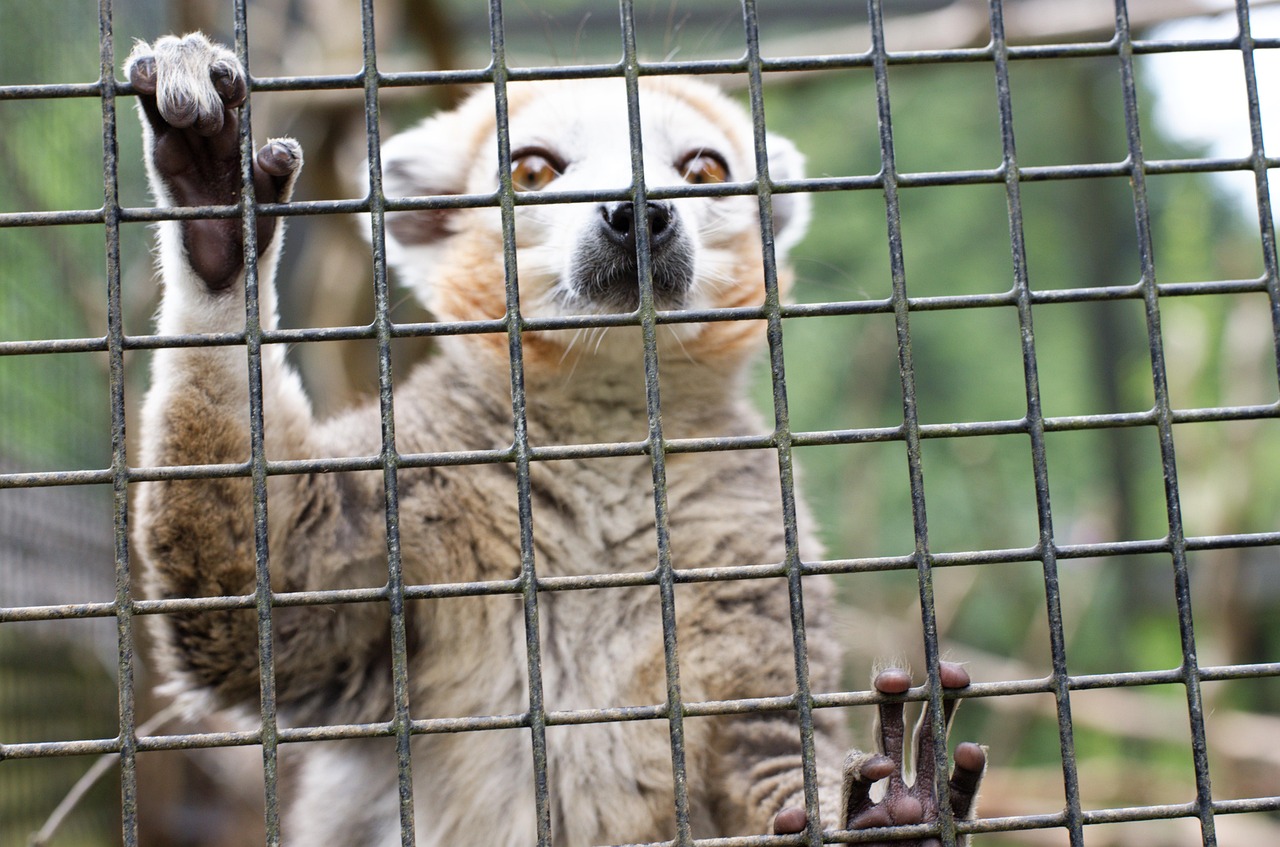 View of Lemur Animal Cage - Free photo on Pixabay - Pixabay