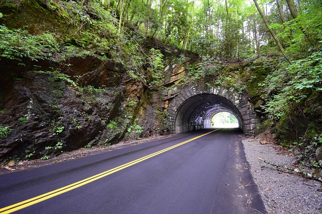 Tunnel, Vej, Skov, Træer, Natur, Parkere