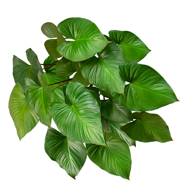 Free leaves nature foliage illustration