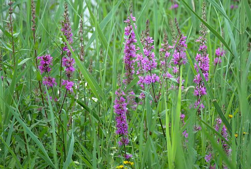 Free Loosestrife Flowers photo and picture