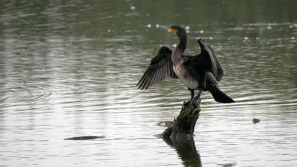Free Bird Cormorant photo and picture