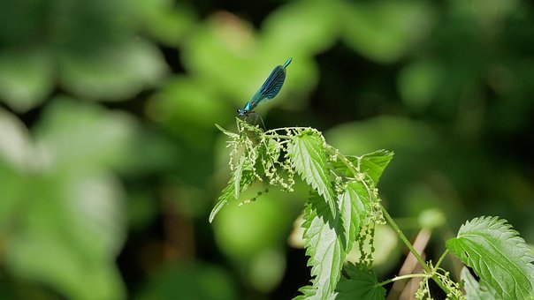 Free Insect Dragonfly photo and picture