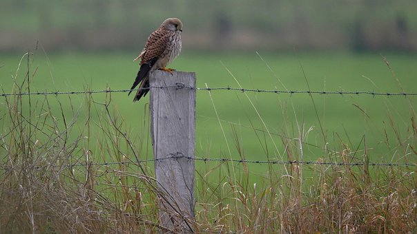 Free Bird Kestrel photo and picture