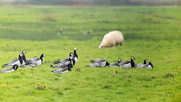 Free Birds Barnacle Goose photo and picture