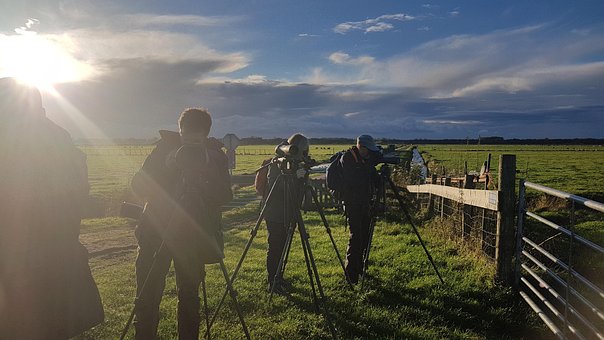Free Bird Watching Birding photo and picture
