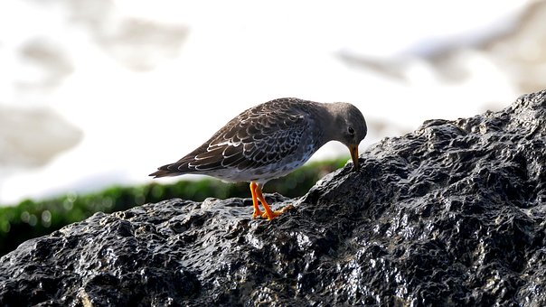 Free Bird Sandpiper photo and picture