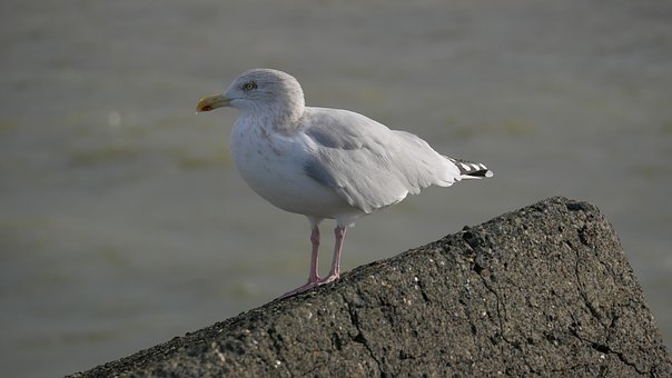 Free Herring Gull Bird photo and picture