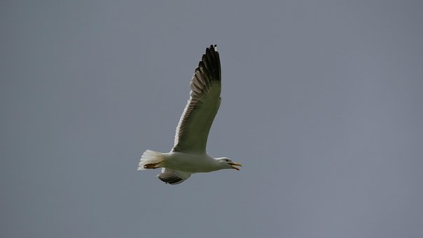 Free Lesser Black-Backed Gull Gull photo and picture