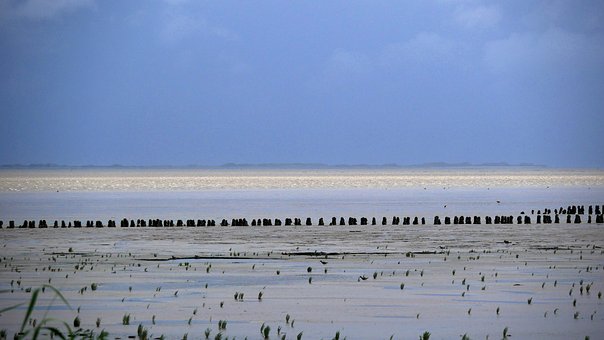 Free Coast Mudflat photo and picture