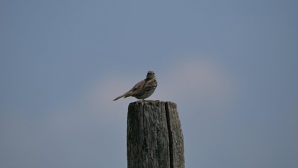 Free Pipit Bird photo and picture