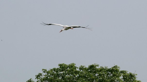 Free Stork White Stork photo and picture