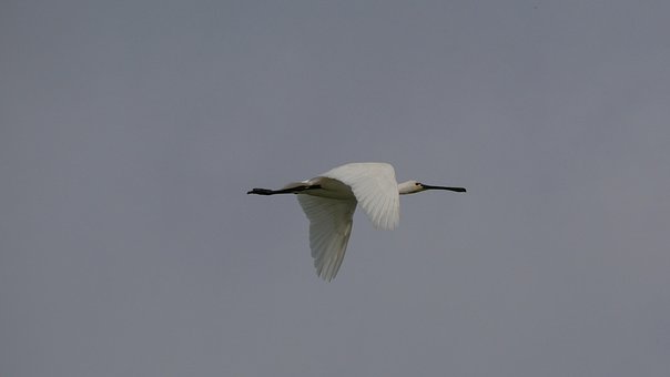 Free Spoonbill Bird photo and picture
