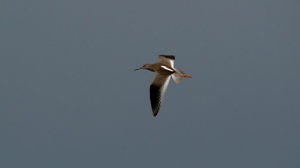 Free Redshank Water Striders photo and picture