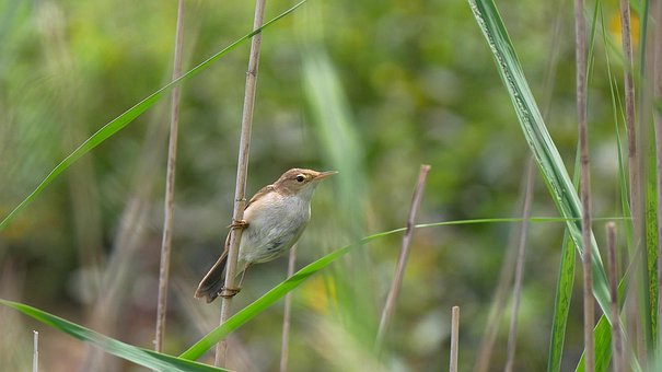 Free Warbler Bird photo and picture