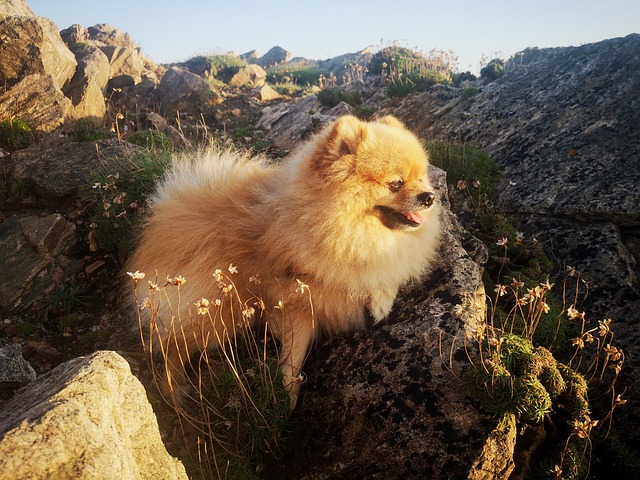 Free Dog Happy photo and picture