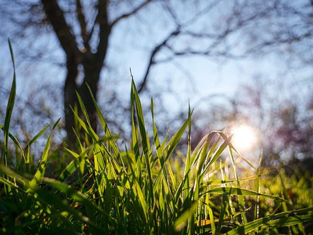 Free Grass Sun photo and picture