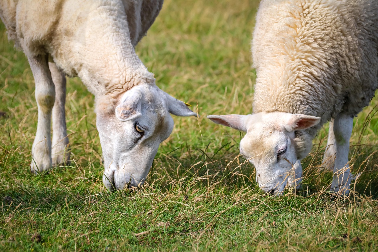 Free Sheeps Animals photo and picture
