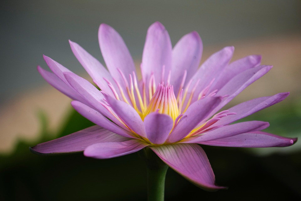 Lotus Fleur De - Photo gratuite sur Pixabay