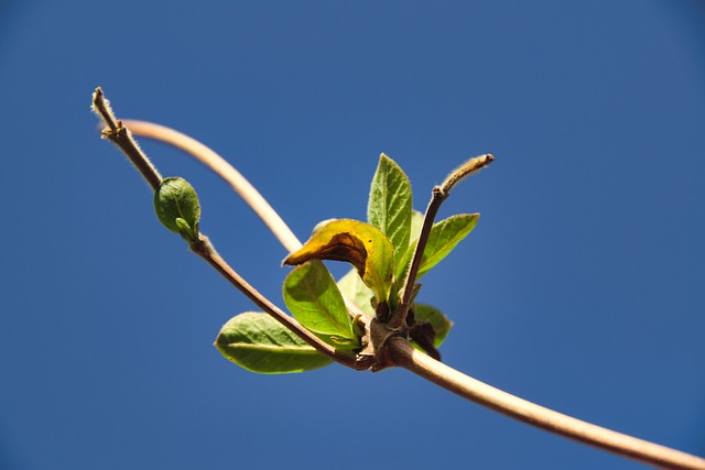 Spring Plant Leaf - Free photo on Pixabay - Pixabay