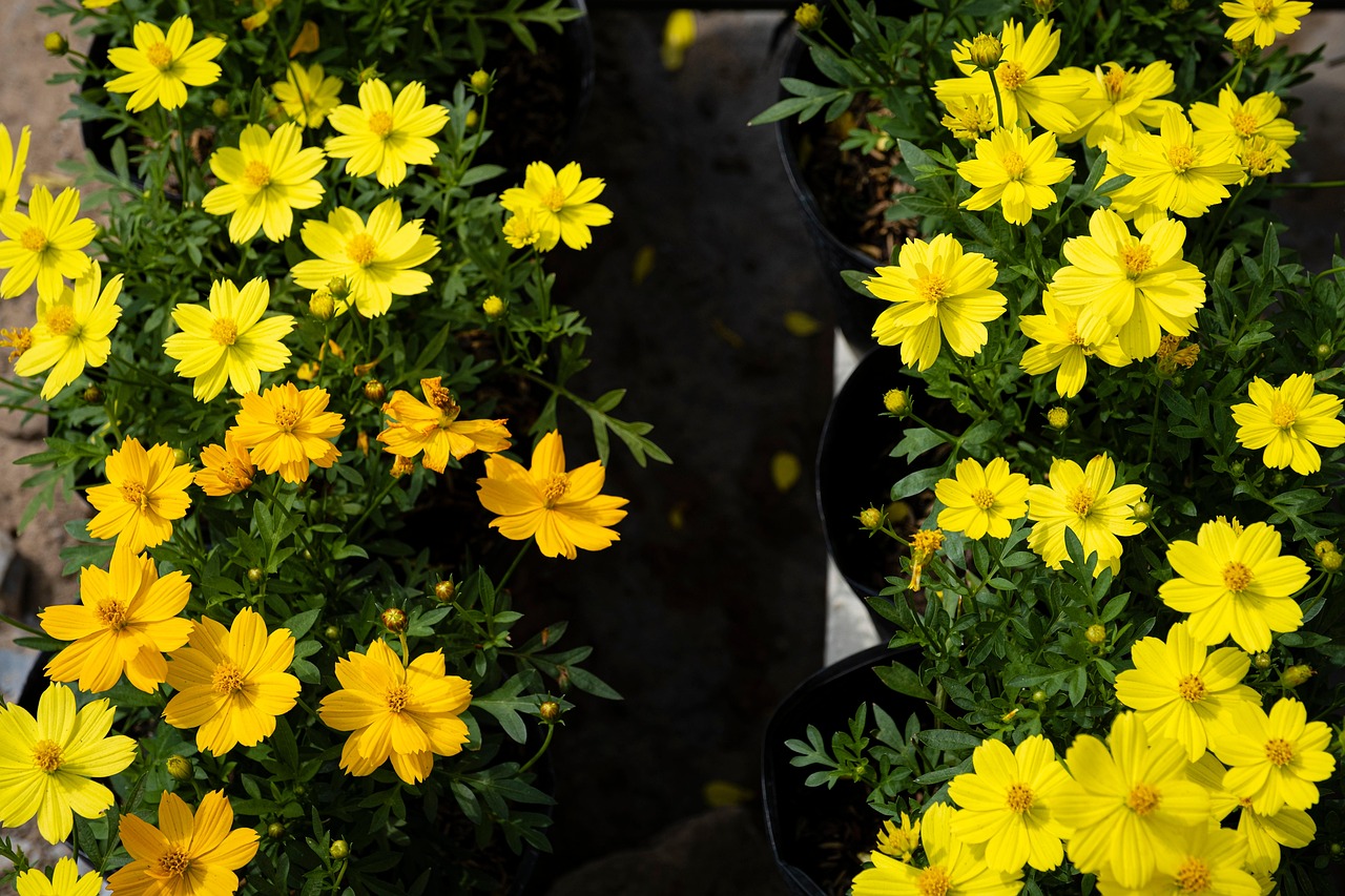Gelbe Blumen Garten Topfpflanzen - Kostenloses Foto auf Pixabay