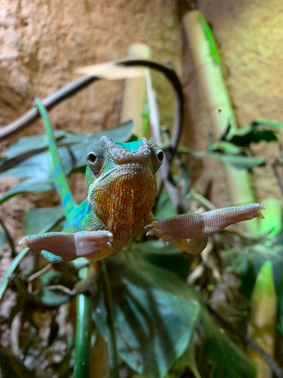 Chameleon Reptile Animal Free photo on Pixabay Pixabay